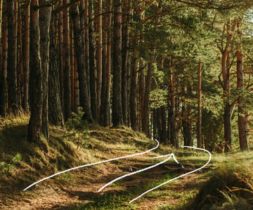 path through woods